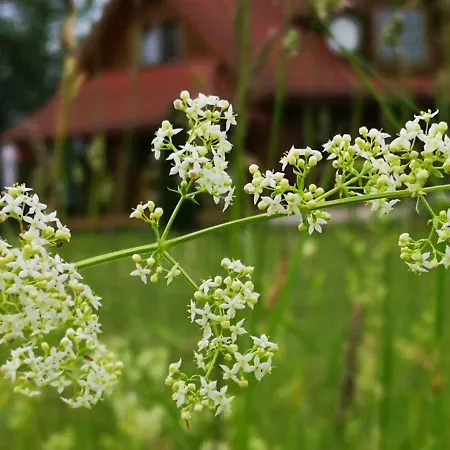 Dvinumajas